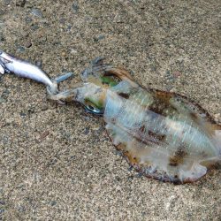 越前エギング 波が…風が…